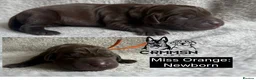 Labrador Retriever dogs for sale: Outstanding, Health Tested, KC Reg, Labrador Pups - Advert 31
