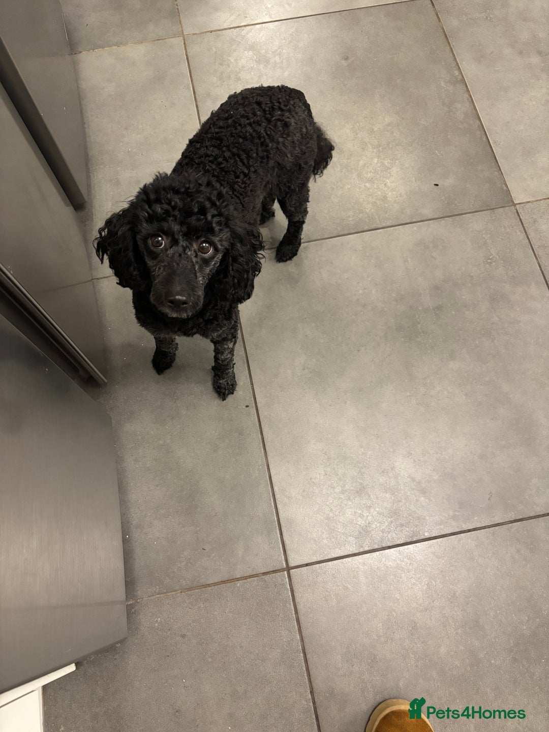 Miniature Poodle dogs for sale: 1m/1f Miniature poodles ready now  - Advert 6