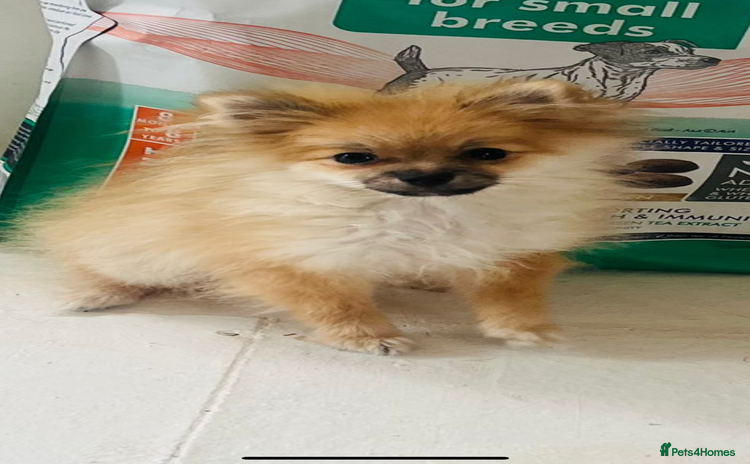 Pomeranian dogs - Advert 10