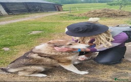 Saarloos Wolfdog dogs for sale: WEST SIBERIAN LAIKA TRAINED IMPORTED VIDEOS - Image 8