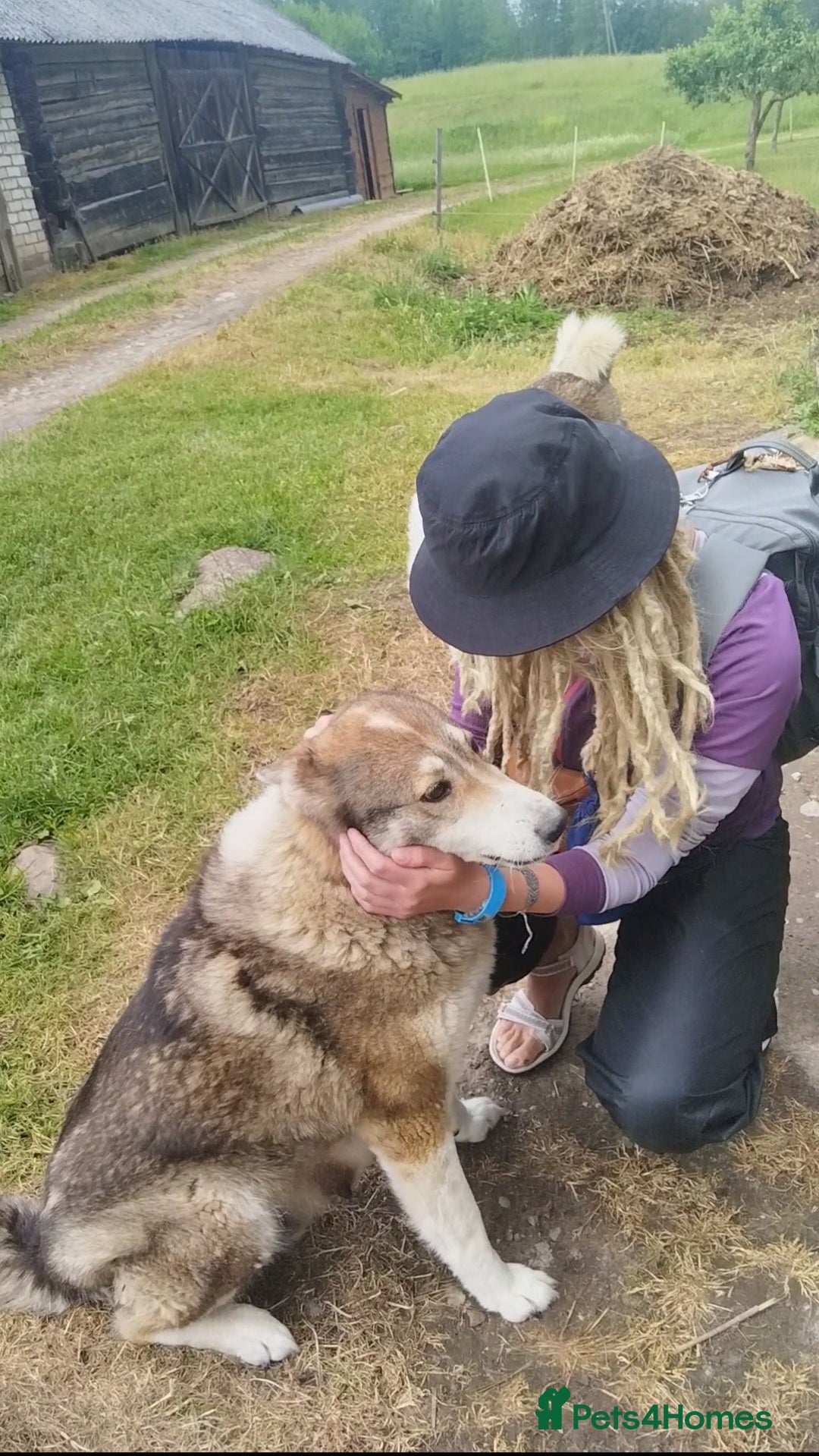 Saarloos Wolfdog dogs for sale: WEST SIBERIAN LAIKA TRAINED IMPORTED VIDEOS - Image 8