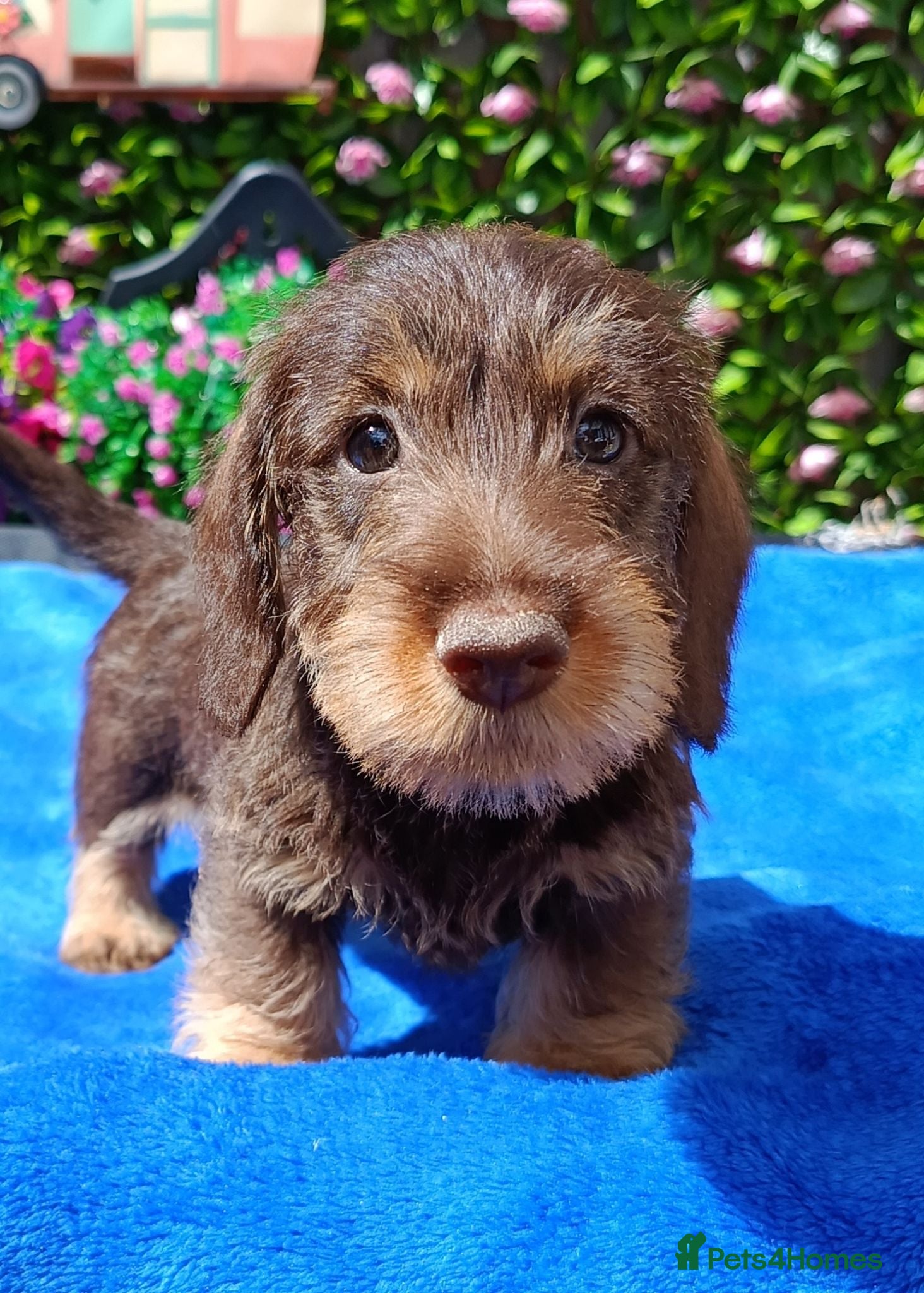 Miniature Dachshund dogs READY NOW MINI WIRES KC REG PRA LAFORA CLEAR - Advert 1