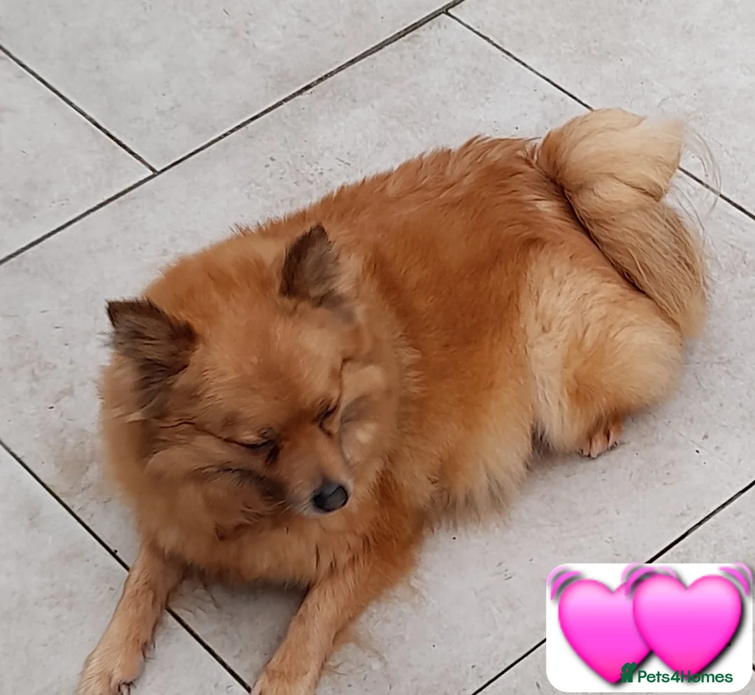 Pomeranian dogs for sale: Very friendly Pomeranian girl 7 years  - Advert 3