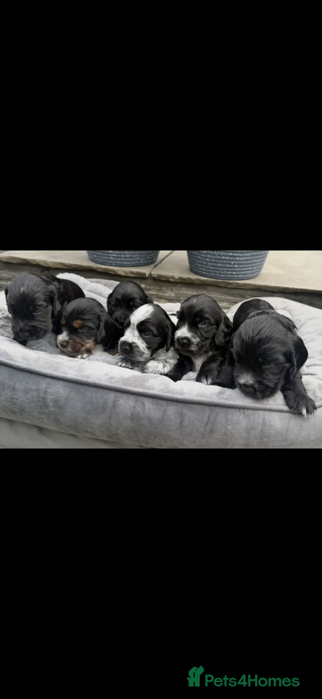 Cocker Spaniel dogs for sale: Stunning show cocker spaniels - Advert 1