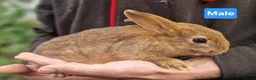 Mini Lion Lop rabbits for sale: Super Friendly Baby Lion Lops and Lop x Mini Rex   - Advert 14