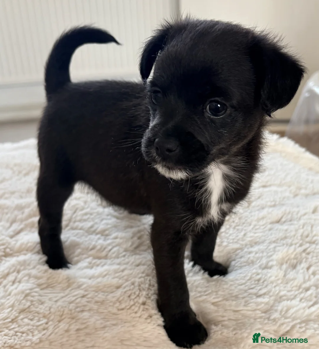 Pugapoo dogs for sale: Puggle puppies  - Advert 4