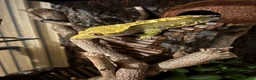 Gecko reptiles for sale: Flame Crested Gecko - Adult - Male - Advert 1