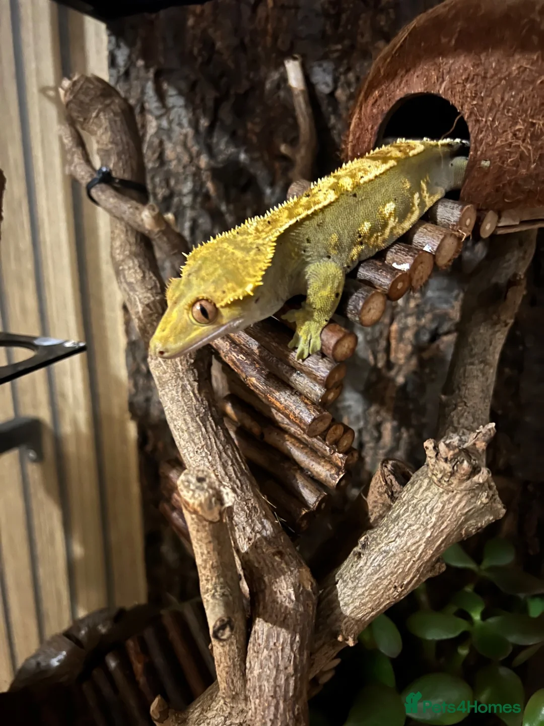 Gecko reptiles for sale: Flame Crested Gecko - Adult - Male - Advert 1
