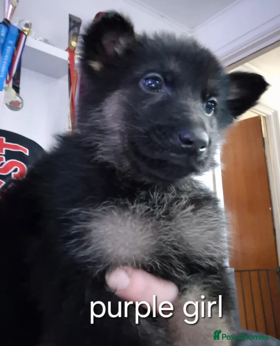 German Shepherd dogs for sale: German Shepherd puppies  - Advert 4