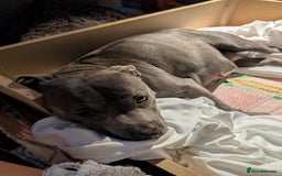 Staffordshire Bull Terrier dogs for sale: Ms/Mister - Image 40