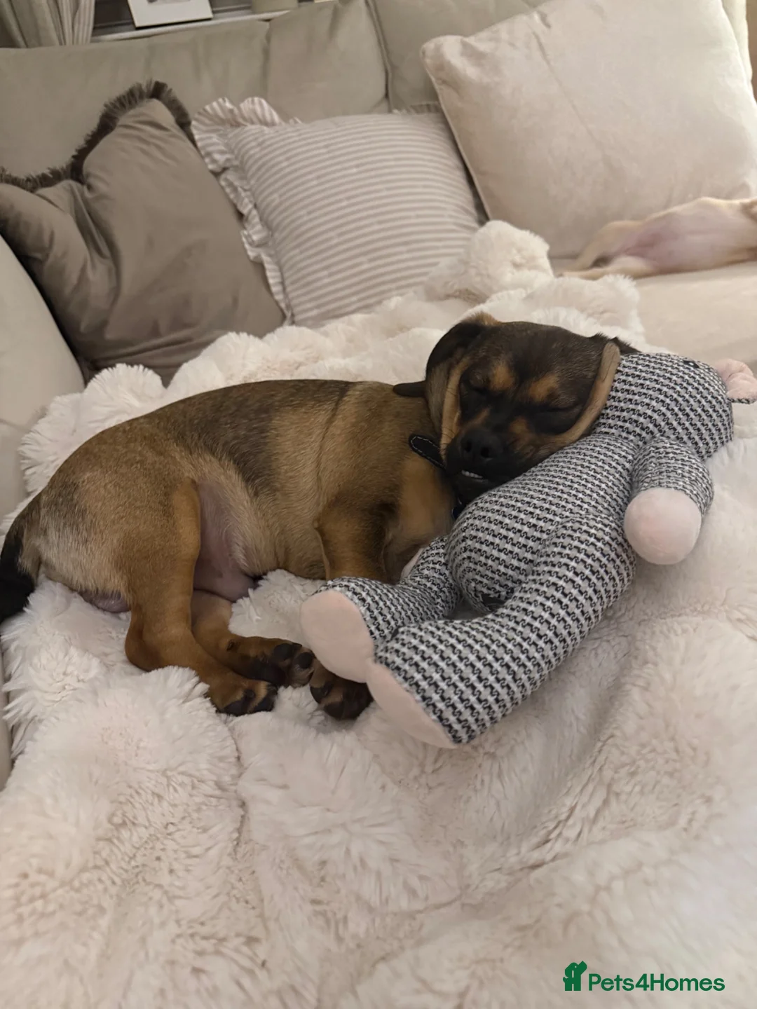 Mixed Breed dogs for sale: Pug x Dachshund 🤎🐾 - Advert 4