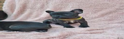 French Bulldog dogs for sale: French bulldogs. - Advert 2