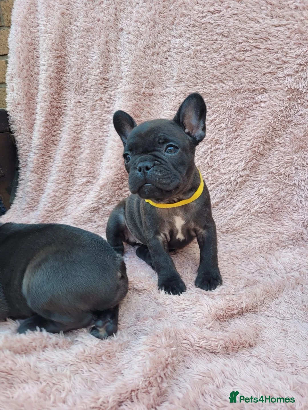 French Bulldog dogs for sale: French bulldogs. - Advert 2