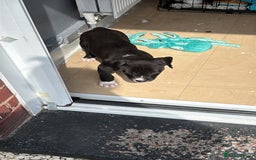 Mixed Breed dogs for sale: Abbd x greyhound puppy - Image 1