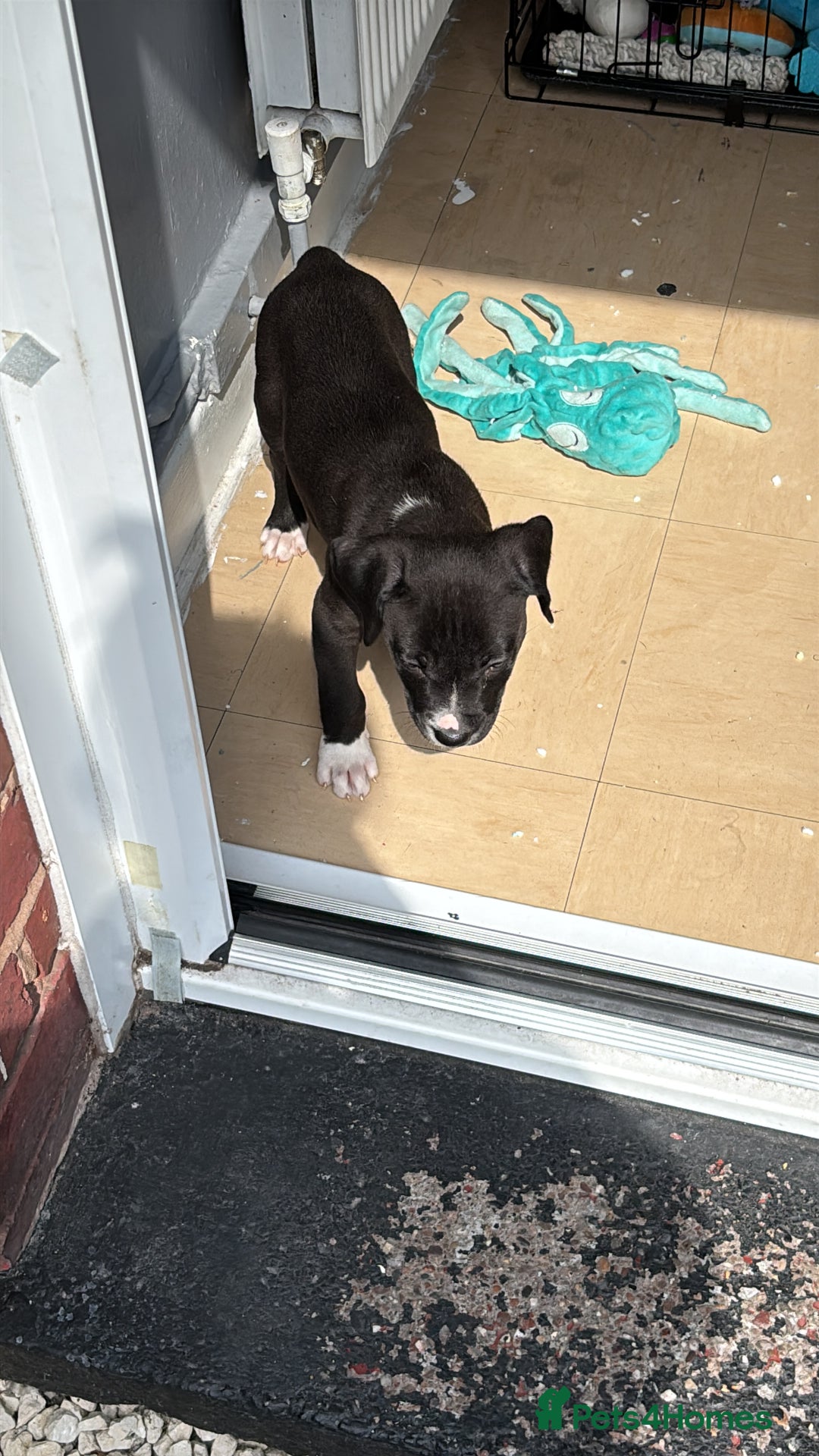 Mixed Breed dogs for sale: Abbd x greyhound puppy - Image 1