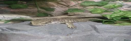 Monitor reptiles for sale: young Bosc monitor for sale - Advert 4