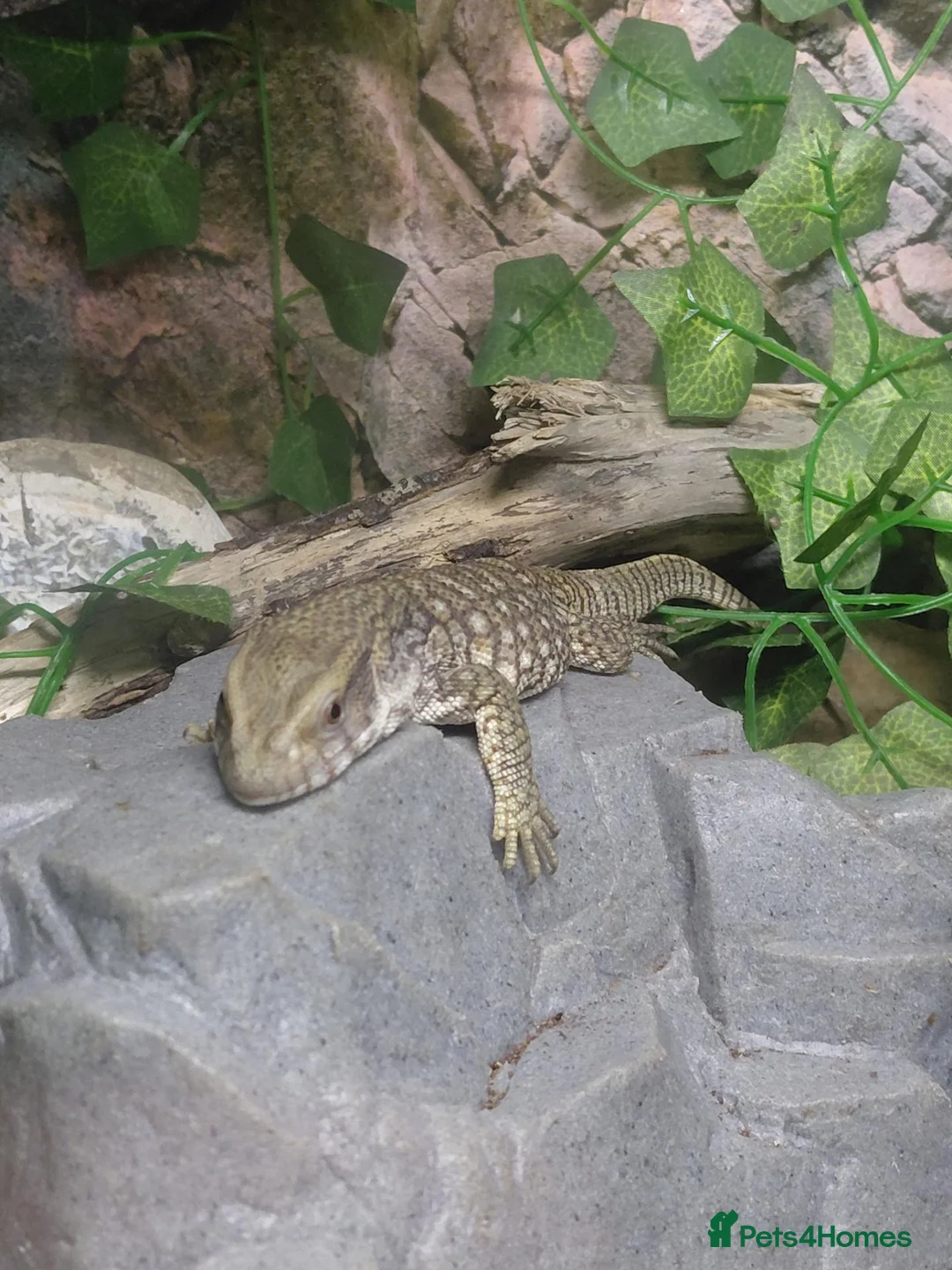 Monitor reptiles for sale: young Bosc monitor for sale - Advert 4