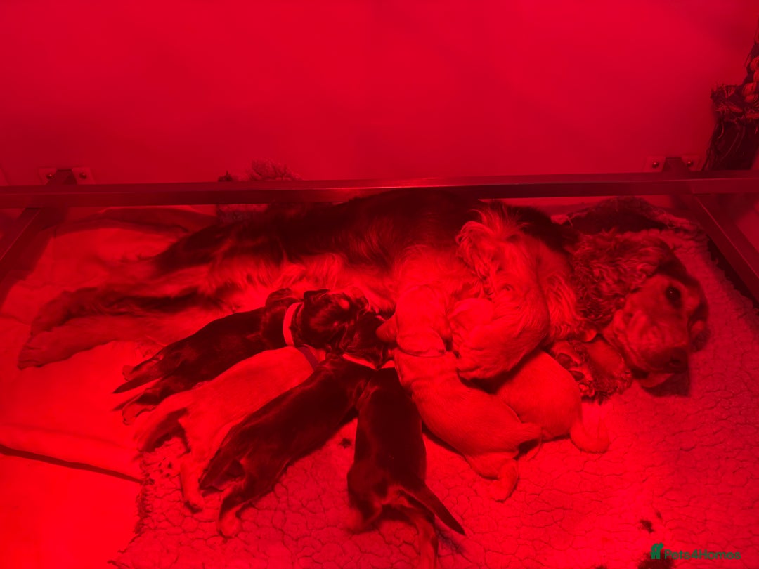 Cocker Spaniel dogs for sale: 🧡🧡 KC REG Show Cocker Spaniel Puppies For Sale - Advert 15