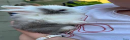 Lionhead rabbits for sale: Lionhead/lop baby rabbits - Advert 4