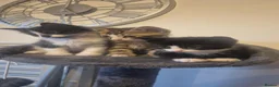 Mixed Breed cats for sale: Boy Bengal Cross Kittens Ready for a Loving Home - Advert 5
