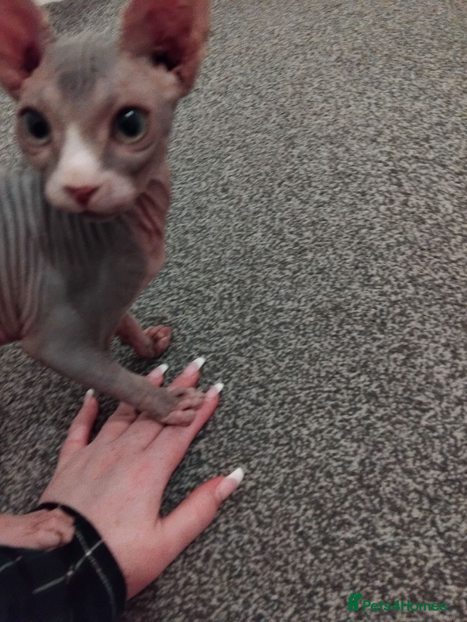 Sphynx cats Sphinx  - Advert 1