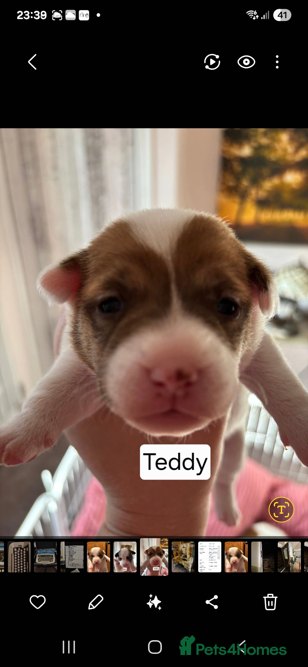 Mixed Breed dogs for sale: Beautiful Chihuahua x Jack Russell Puppies  - Advert 5