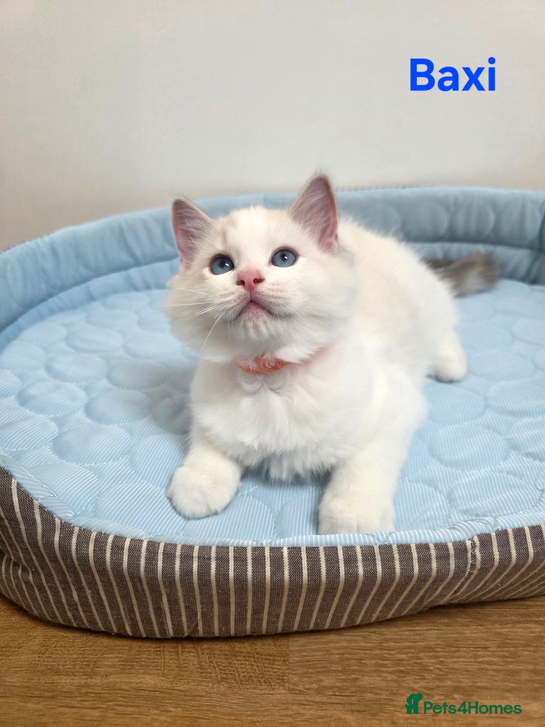 Ragdoll cats for sale: 💕GCCF registered ragdoll kittens💕 - Advert 8
