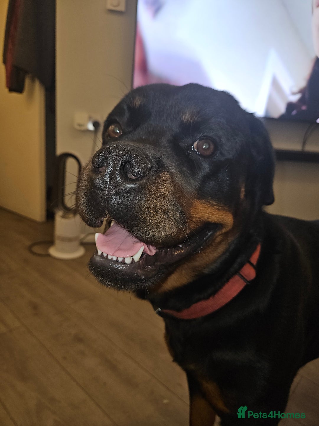 Rottweiler dogs for sale: 2 and a half year old female Rottweiler  - Advert 2