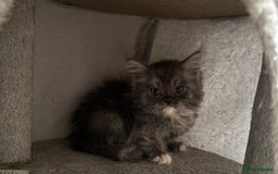 Maine Coon cats for sale: Super fluffy gorgeous Maine coon /Ragdoll kittens  - Image 4