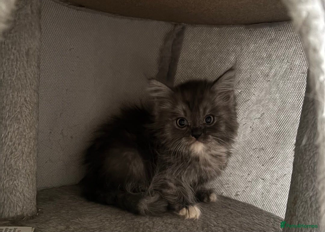 Maine Coon cats for sale: Super fluffy gorgeous Maine coon /Ragdoll kittens  - Image 4