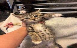 Scottish Fold cats for sale: Adorable Scottish Straight Kittens 💞 - Image 2