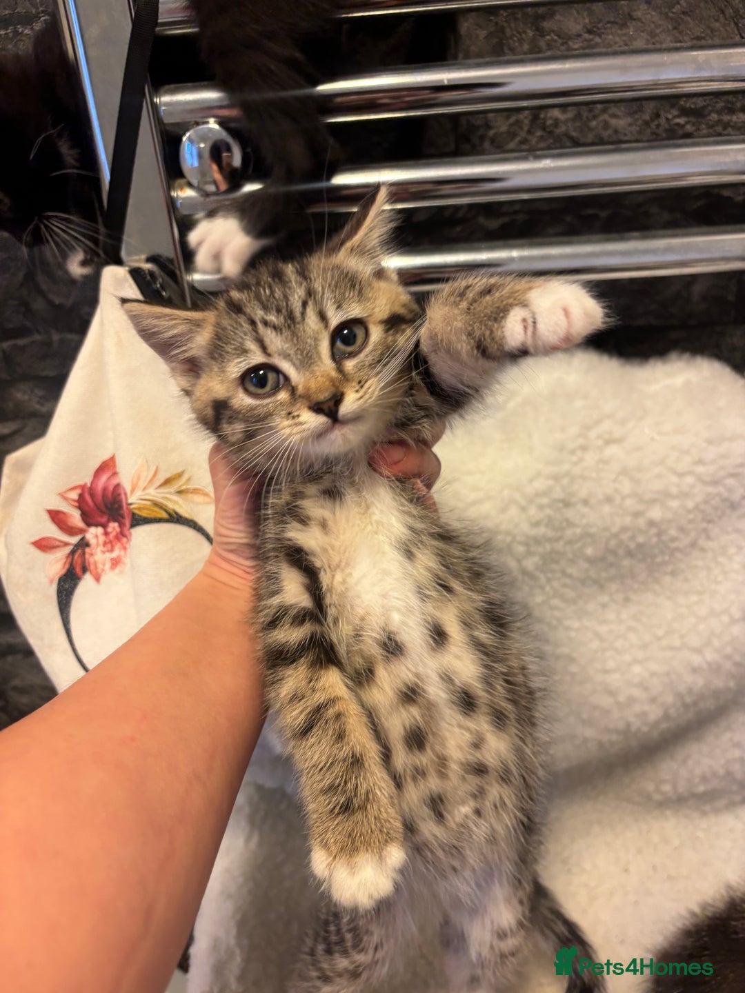 Scottish Fold cats for sale: Adorable Scottish Straight Kittens 💞 - Image 2