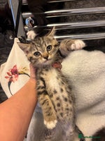 Scottish Fold cats - Advert 8