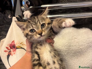 Scottish Fold cats - Advert 16