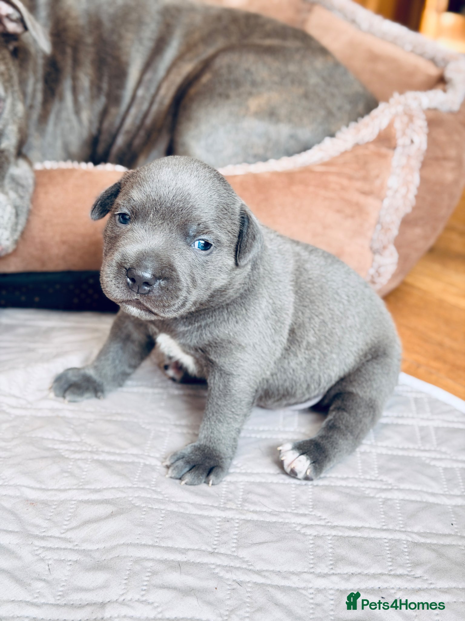 Staffordshire Bull Terrier Puppy 1