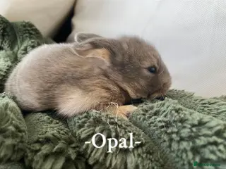 Mini Lop rabbits + Eight gorgeous mini lops for sale + - Advert 11