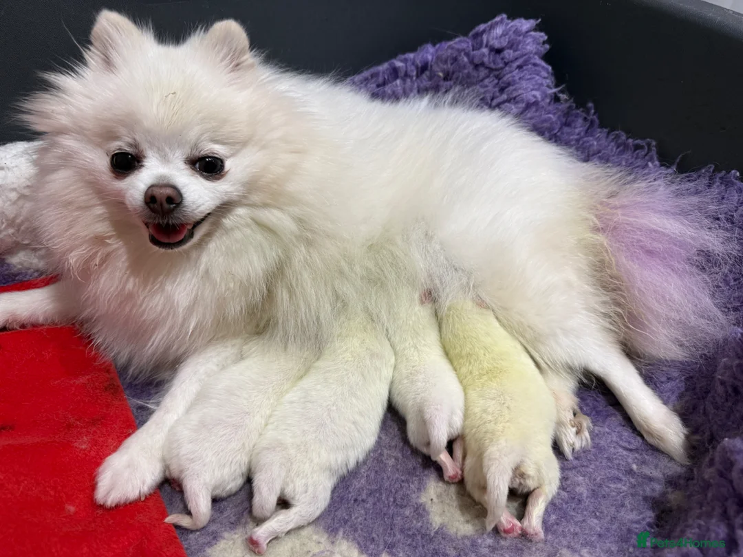 Pomeranian dogs for sale: Kc reg 2 girls. Russian import parents - Advert 2