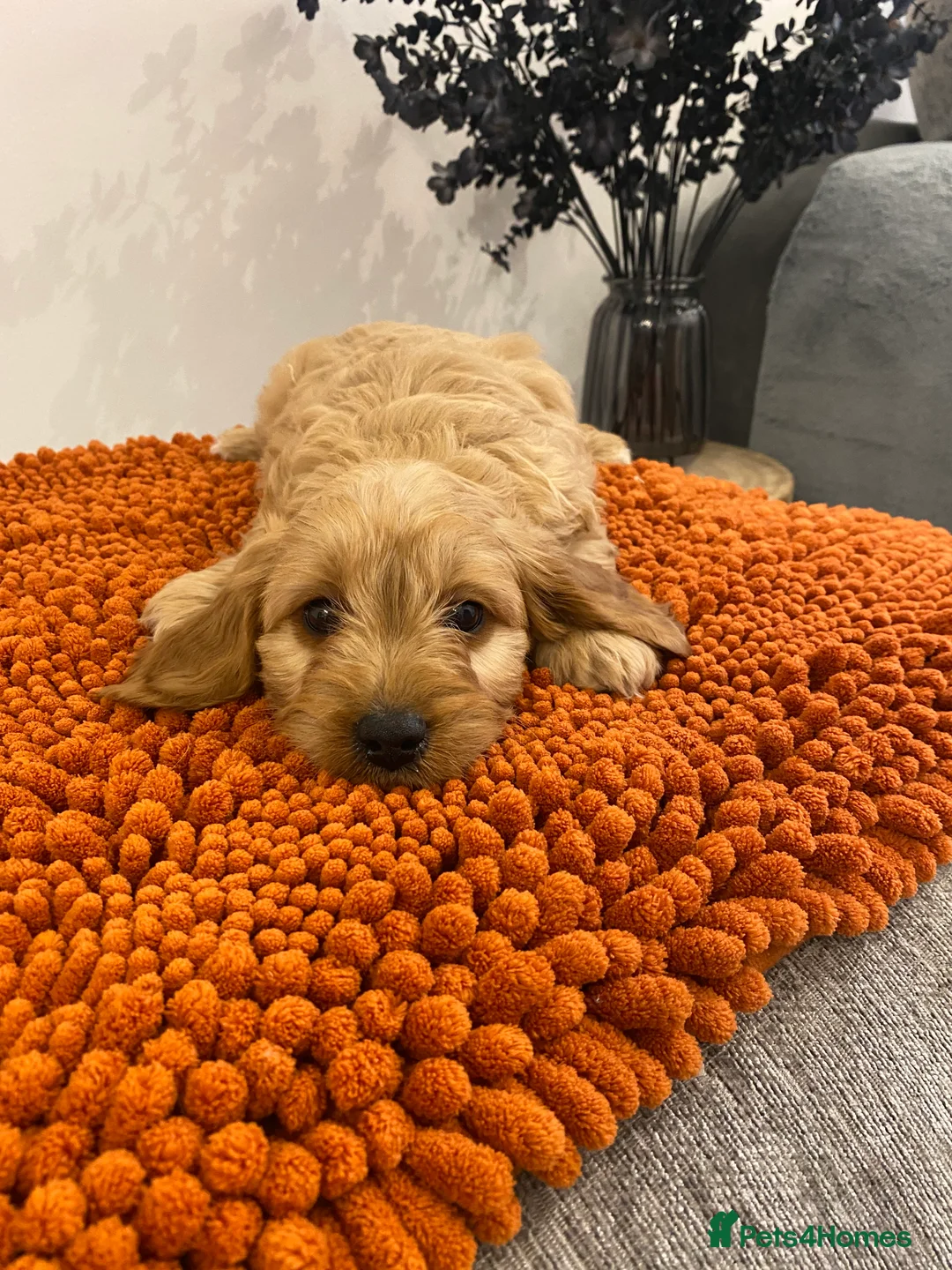 Cavapoo dogs for sale: F1 Cavapoo puppies  - Advert 6