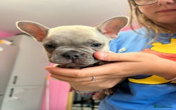 French Bulldog dogs for sale: 2 frenchies left ready to leave now (£850) - Image 3