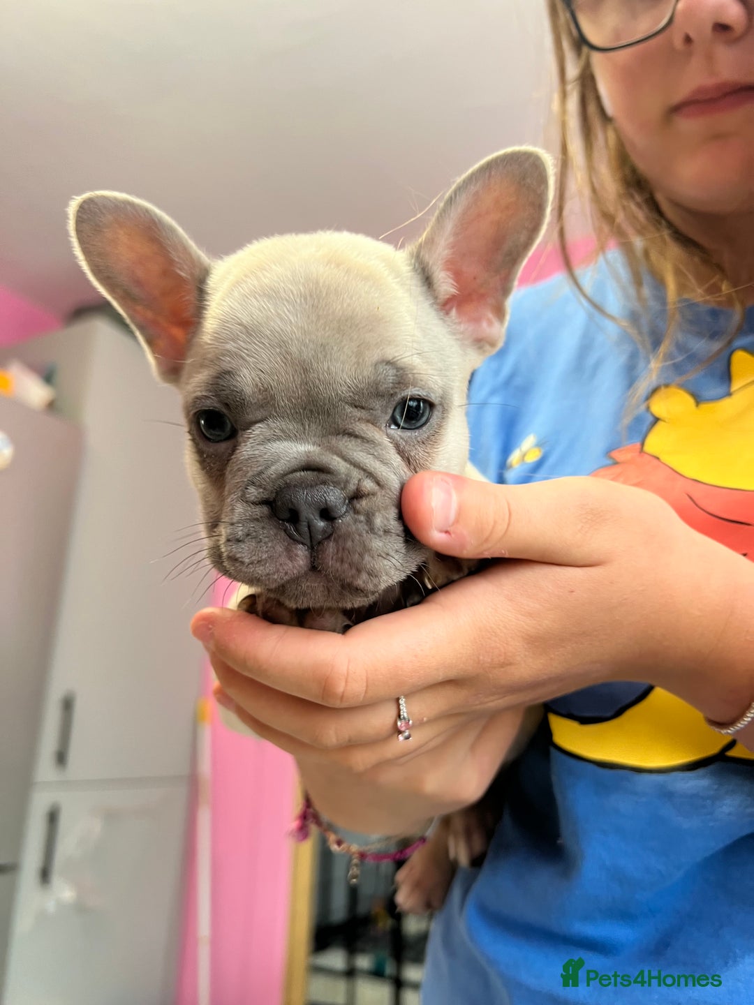 French Bulldog dogs for sale: 2 frenchies left ready to leave now (£850) - Image 3