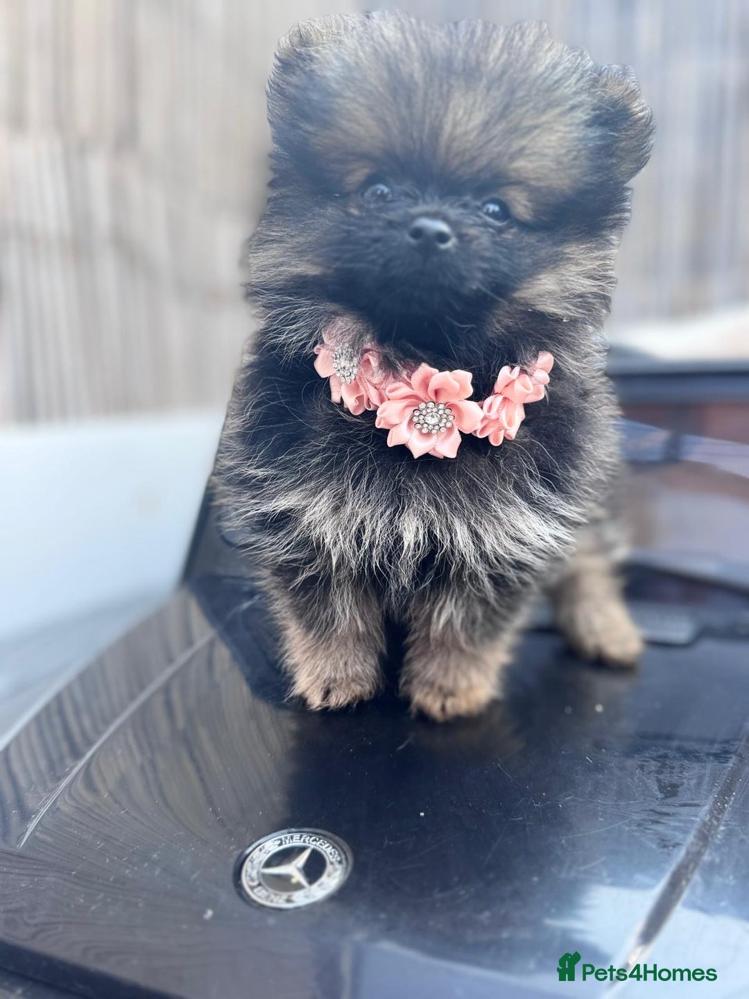 Pomeranian dogs for sale: Tea cup Pomeranians  - Image 3