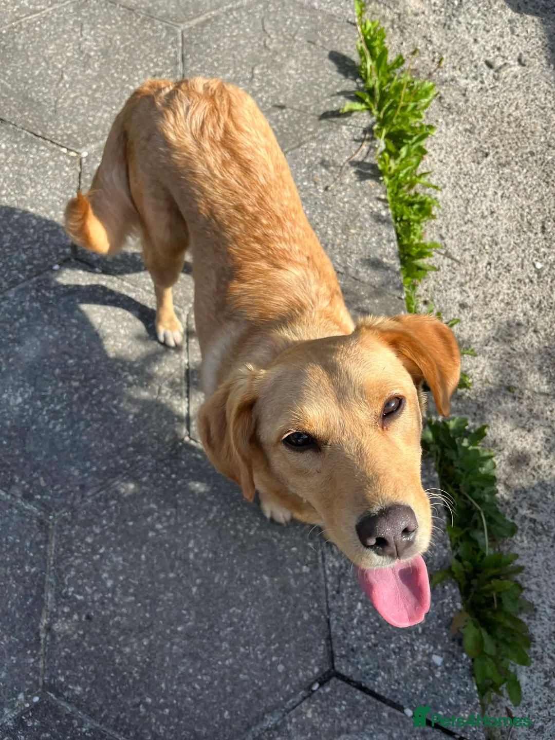 Mixed Breed dogs for adoption: Sandy - Now ready for her forever home  in Truro - Advert 6