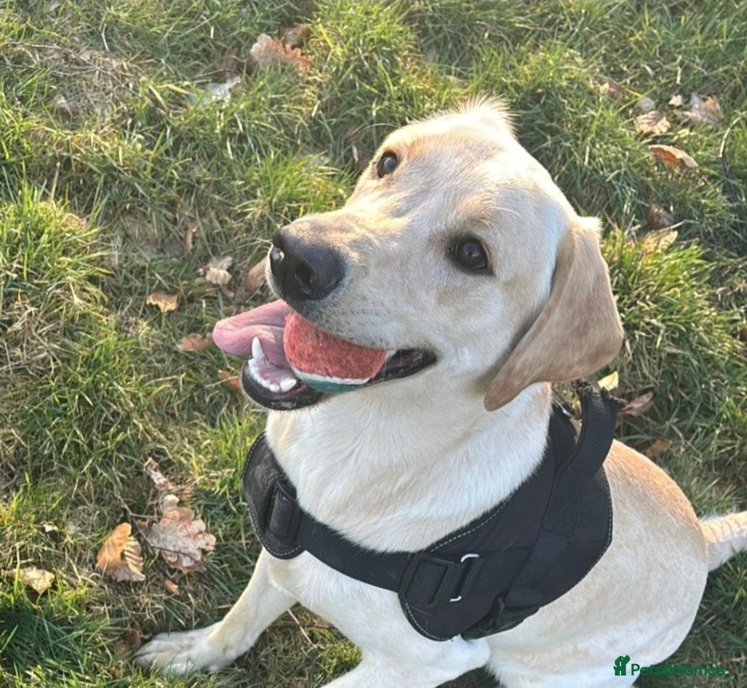 Labrador Retriever dogs for stud: Proven KC Reg, Healthy Friendly Labrador for Stud - Advert 1