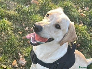 Labrador Retriever dogs - Advert 3