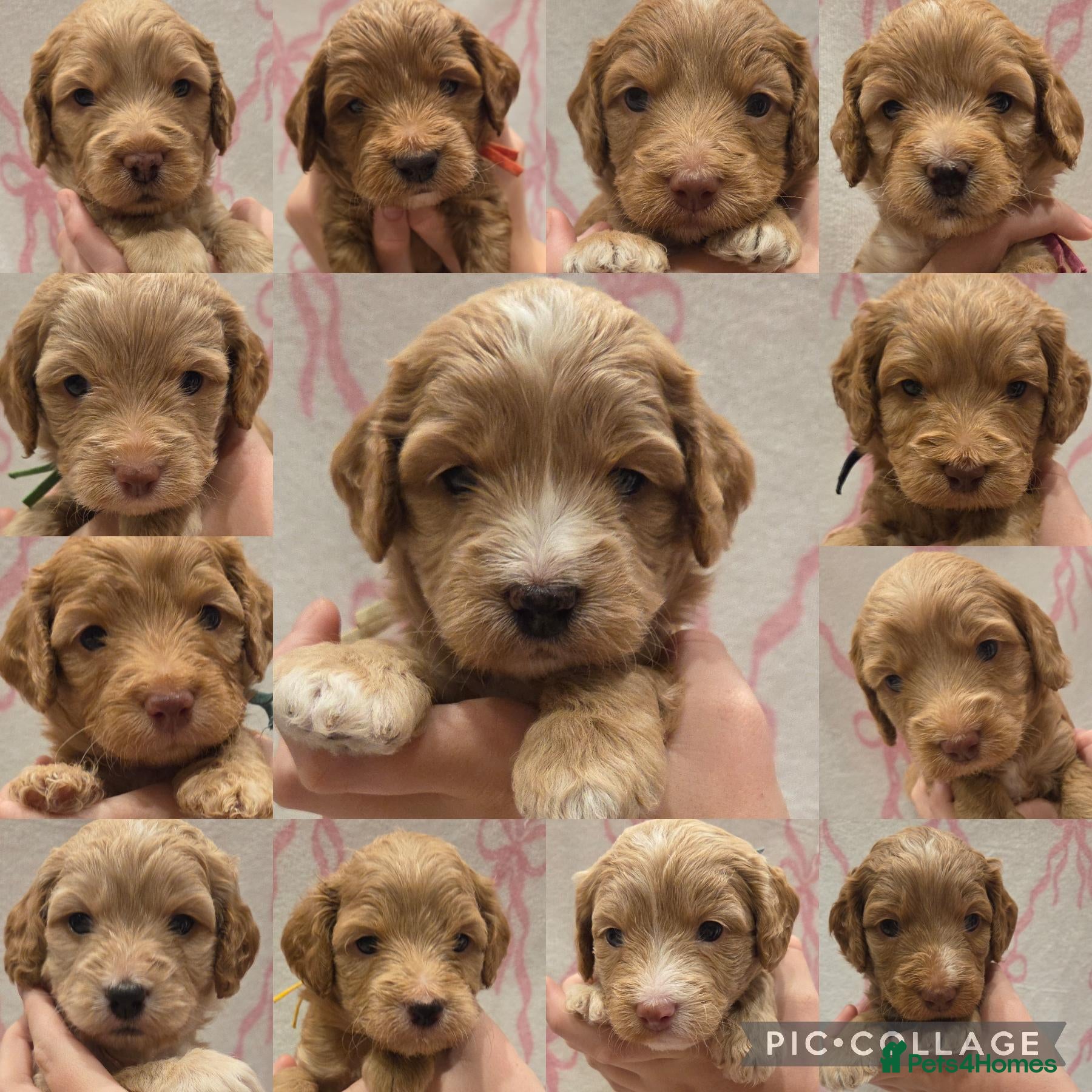Cockapoo dogs F1 Cockapoo Puppies - Advert 17