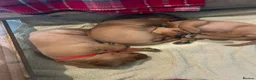 Labrador Retriever dogs for sale: 2 female fox red labrador pups in Southam - Advert 7