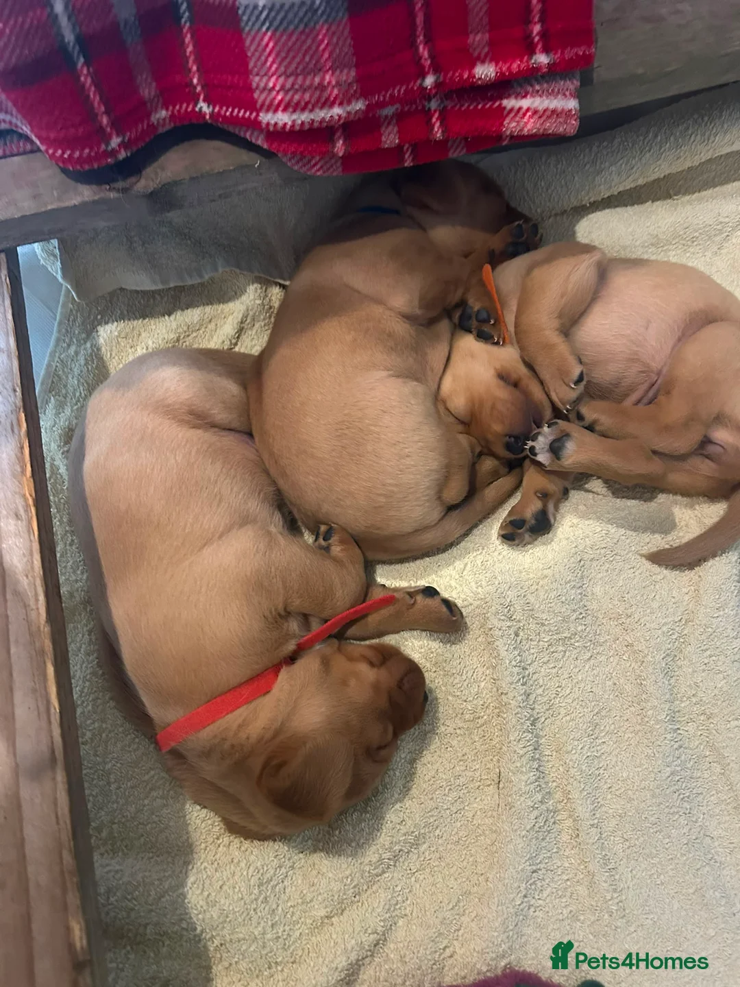 Labrador Retriever dogs for sale: 2 female fox red labrador pups in Southam - Advert 7