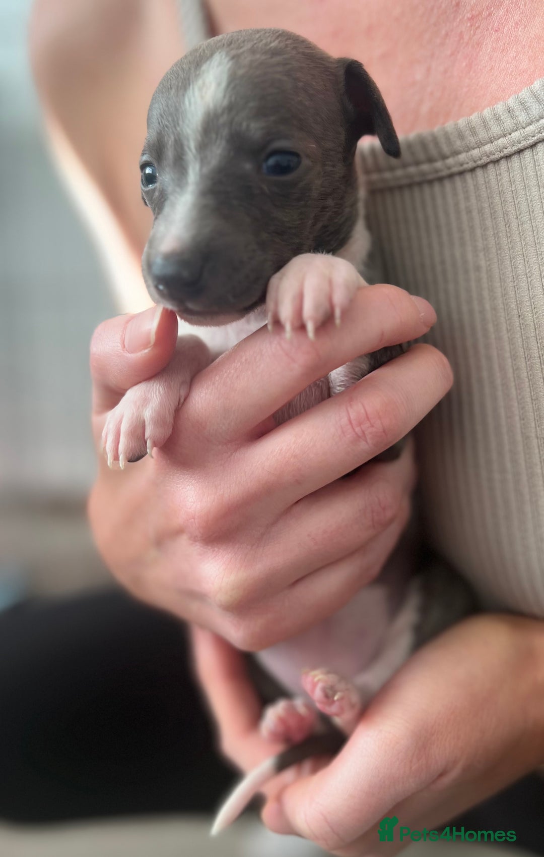 Whippet dogs for sale: Blue Whippet Puppies for Sale - Advert 9