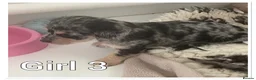 Mixed Breed dogs for sale: Beautiful pups for sale  - Advert 14