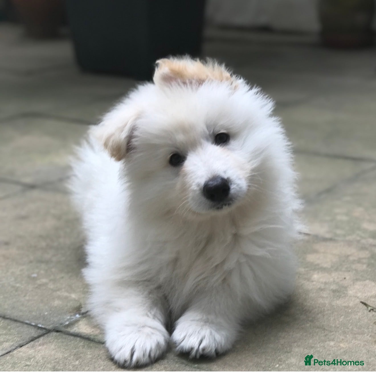 German Shepherd dogs White Shepherd Puppies in London - Advert 7